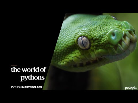 Python Masterclass | Preview