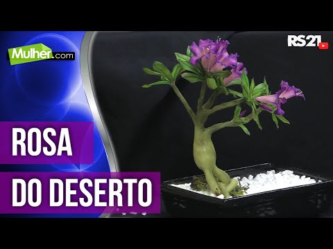 Rosa do deserto | Parte 1 | Mulher.com | 22/02/2013 | @RedeSeculo21