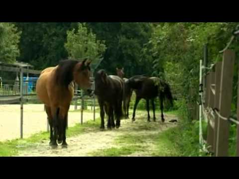 Du armes Pferd Teil 3/3