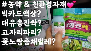 총진싹입제❤ 빅카드액상수화제❤ / 꽃노랑총채 방제