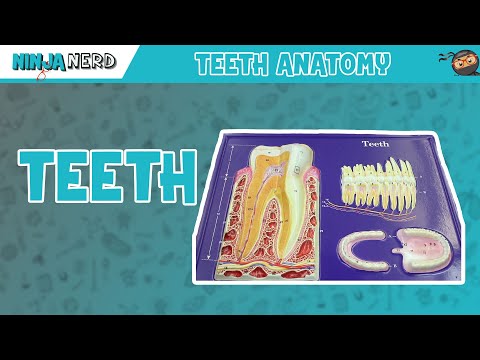 Gastrointestinal | Teeth Anatomy Model