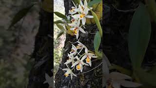 wild orchid plants flower blooming on the top of the tree #short