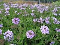 How To Grow Verbena Plants