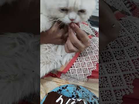 #enjoying #hahhaha #hadiqa happpy birthday ka cake kha gaya