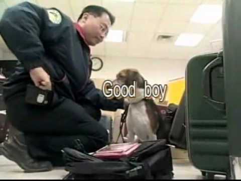 盧卡斯的一天-認識檢疫犬隊