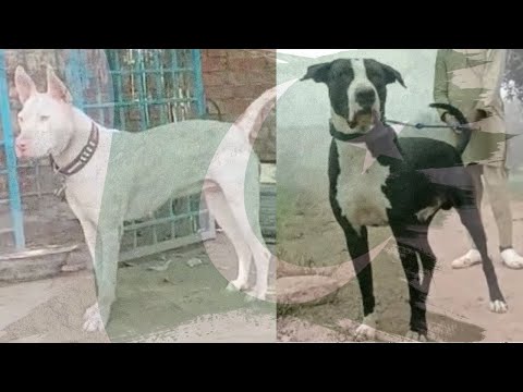 Gull Terr & Gull Dong - Naeem from Gull Terr Kennel