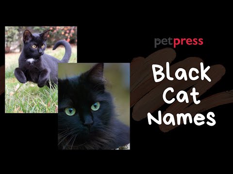 Best 44 Black Cat Names For Your Pet Cat | PetPress