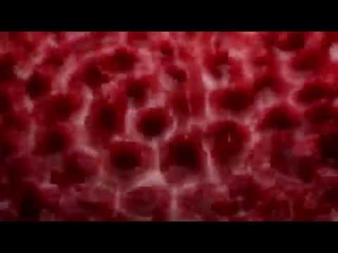 Stephan Barnem - H (Official Video)