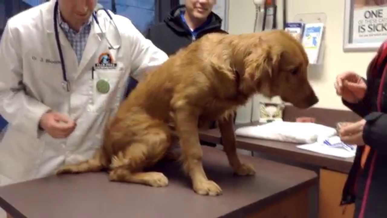 Fear-Free in action: Distraction techniques