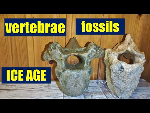 Look at ICE AGE vertebrae fossils! (bison, horse, rhino) bones anatomy megafauna fossil hunting
