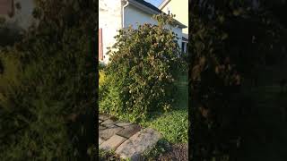 Weeping dogwood tree at highland hill farm in bucks county near Doylestown call us at 2156518329
