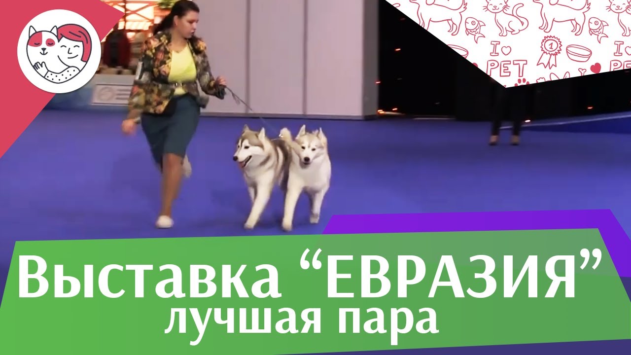 Best in show Лучшая пара 18 марта на Евразии 17 ilikepet