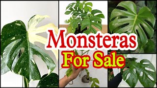 വെള്ളത്തിൽ വളർതാം | Monstrea Plant | Vareties Of Monstera Plants | Sale Video