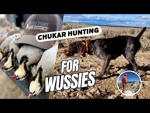 FLAT LAND Chukars?  EASY Hunting!