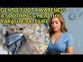 Gentle Foot Awareness A Soothing Healthy Parasite Free Life