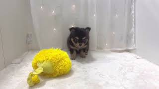 ハーフ犬の動画01