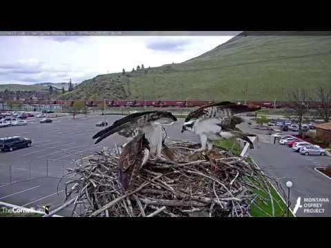 Hellgate Ospreys * Louis Brings a Nice Fish for Iris * Stays to Incubate * 5/1/19