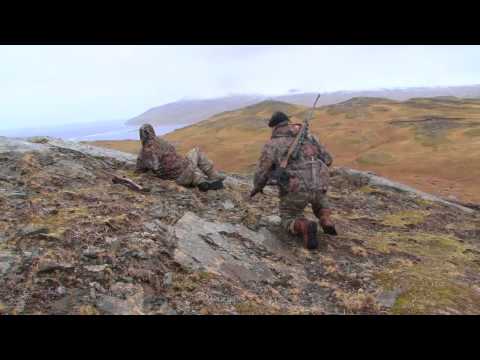 Alaska: Adak Island Caribou