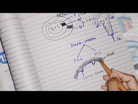 Meninges, Dura matter part 1, divisions, nerve and blood supply neuroanatomy