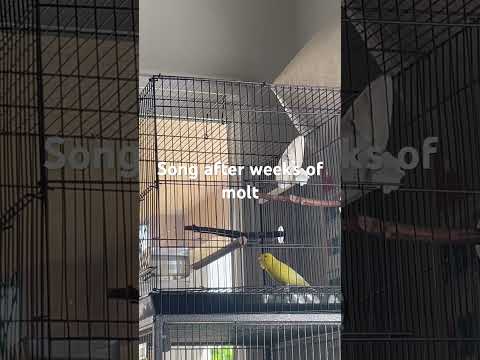 Song after molting season