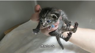 こんな可愛い子猫ちゃんたちがある朝会社の前に4匹捨てられてたんだとさ。