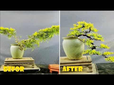 How to bend a bonsai - great bonsai bending skills #219