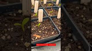 Download lagu Grow Dahlia from seeds mp3 Download lagu Grow Dahlia from seeds mp3