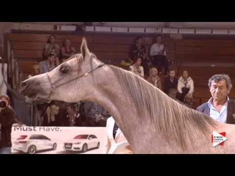 N.16 GINESSA - Wels 2015 - Fillies 1 year old (Class 2B)