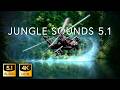 5 1 Jungle Sound THX Surround EX 6 1 4K HDR