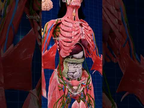 The Power Trio: Pancreas, Liver, and Gallbladder ✨