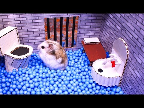 Hamster Escapes the Pop It Maze for Pets in real life
