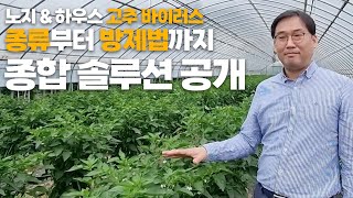 노지 및 하우스 고추 바이러스 문제! 이 영상 하나로 깔끔하게 해결하세요