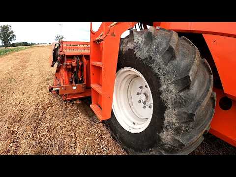 Koszenie leżącego plackiem grochu Wyzwanie dla Bizona i Kombajnisty