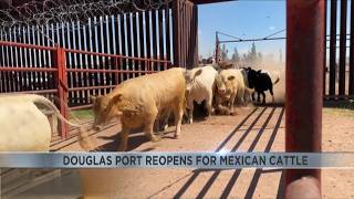 Douglas port reopens for Mexican cattle after yearlong pause
