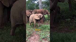 Um Elefante Filhote é Arteiro, igual uma Criança 🐘 #curiosidades #natureza #animais #elefante