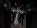 Ghost Bakri Viral Ghost Bakri Horhor