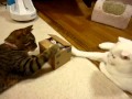 Cat Meets Imposter Cat Video
