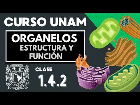 🌱 Cell Organelles: Structure and Function | PART 2 | UNAM Exam | Biology | The Cell