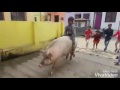 Swift Gadi Laene Rona To Farvana