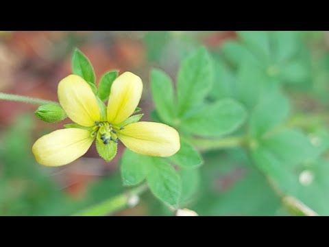 Cleome Viscosa /Cleomaceae family/Yellow Spider flowers/တောဟင်ခလာအရိုင်း