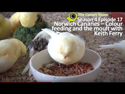 , title : 'The Canary Room Season 4 Episode 17 - Managing the moult and Colour Feeding Norwich with Keith Ferry'