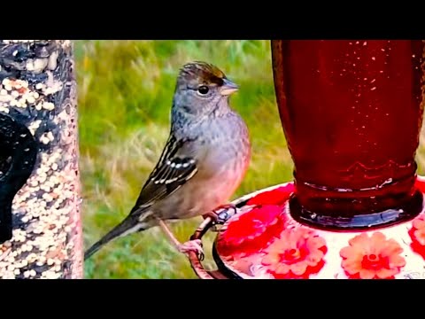 Pacific Northwest Live Bird Feeder Cam - 11/27/24 | Hummingbirds, Finches, Sparrows (鳥の餌箱)