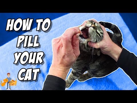 How To Pill A Cat By Yourself (like a PRO!)