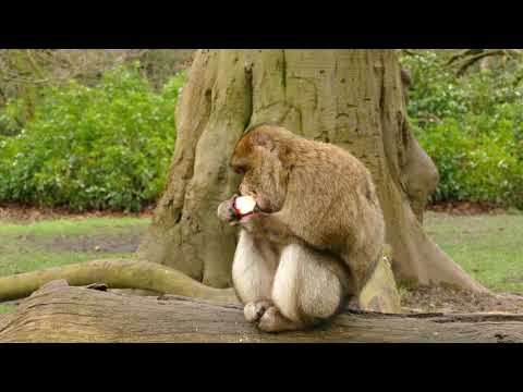 Prejardhja e njeriut, ja zbulimi që mund të  hedhë  dritë në histori