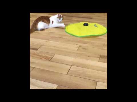 Cats playing