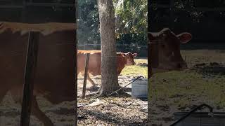Girls are taking there time today #farming #cow #farmlife #shorts