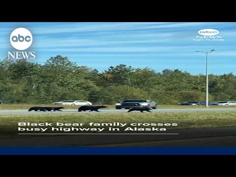 Black bears cross highway in Alaska