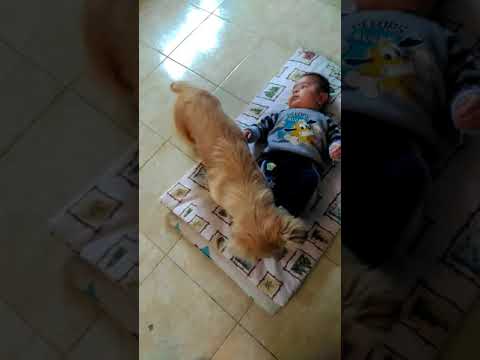 Kazim Altun'un videolari