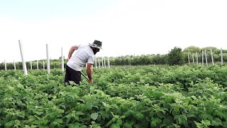 Ազնվամորու մշակումը Արա և Արայի գյուղերում