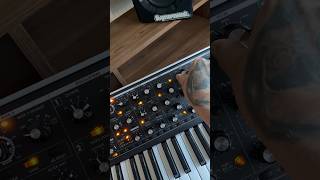 Moog & Echo system Melodic house vibe #moog #melodichouse